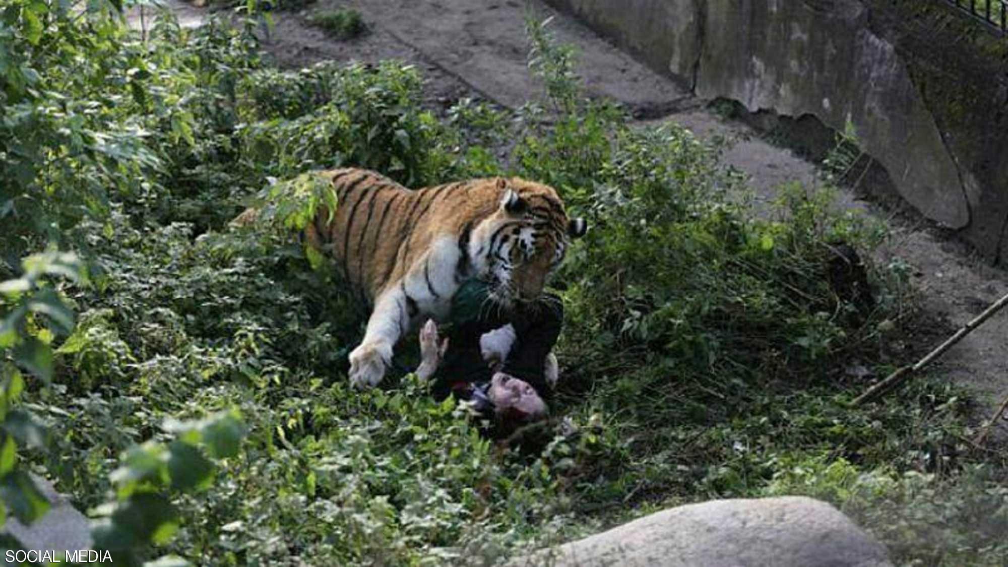 Дрессировщик в зоопарке. Квинслендский тигр. Бенгальский тигр индия. Tiger attacks. Бенгальский тигр на охоте.